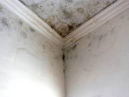 Best Attic Mold Removal in Meadow Glade, WA